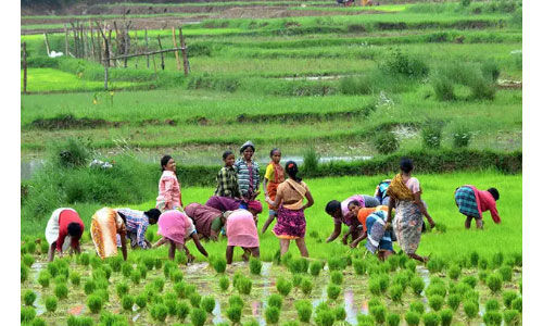 कृषि में बढ़ रही महिलाओं की हिस्सेदारी