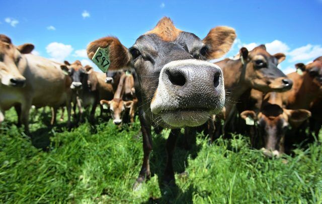 अमेरिका दुग्ध उत्पादों को भारत में खपाने की तिकड़म में, नहीं खरीदेगा भारत अमेरिका दुग्ध उत्पादों को भारत में खपाने की तिकड़म में, नहीं खरीदेगा भारत