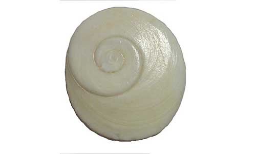 गोमती चक्र के है ये फायदे, जीवन के हर संकट होंगे दूर गोमती चक्र के है ये फायदे, जीवन के हर संकट होंगे दूर