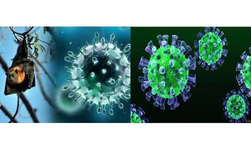 निपाह वायरस से बचाव के लिए स्वास्थ्य विभाग ने जारी की एडवाइजरी