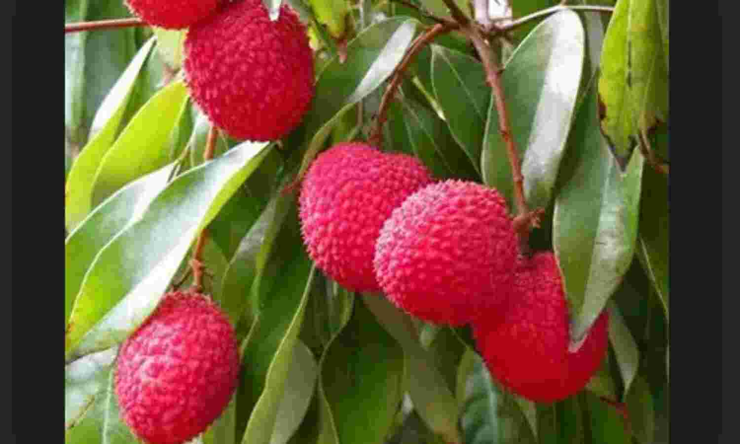 लीची इन बीमारियों के लिए हैं कारगर