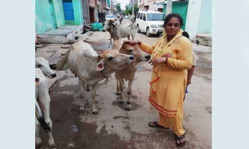 ढेड़ साल से कैंसर से पीडि़त गाय के जीवन को सुरक्षित बचाया