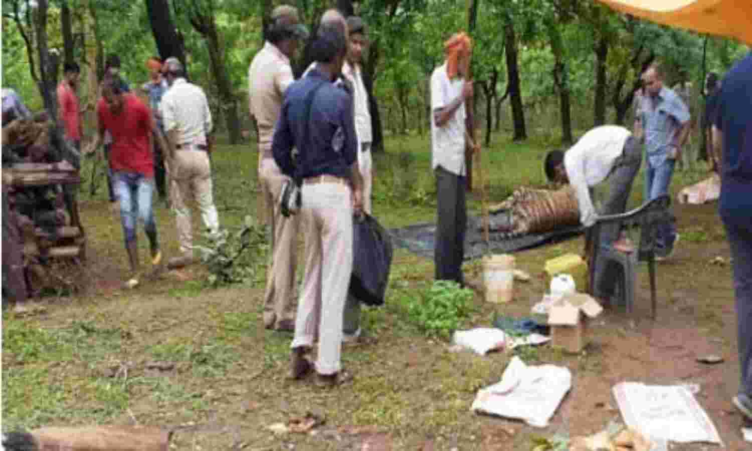 मध्यप्रदेश को टाइगर स्टेट का दर्जा मिलते ही हुई तीन बाघों की मौत