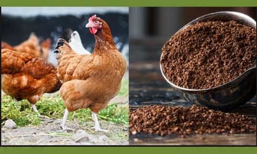 यूपी में अब होगा मुर्गियों के अपशिष्ट से बिजली एवं सीएनजी का उत्पादन
