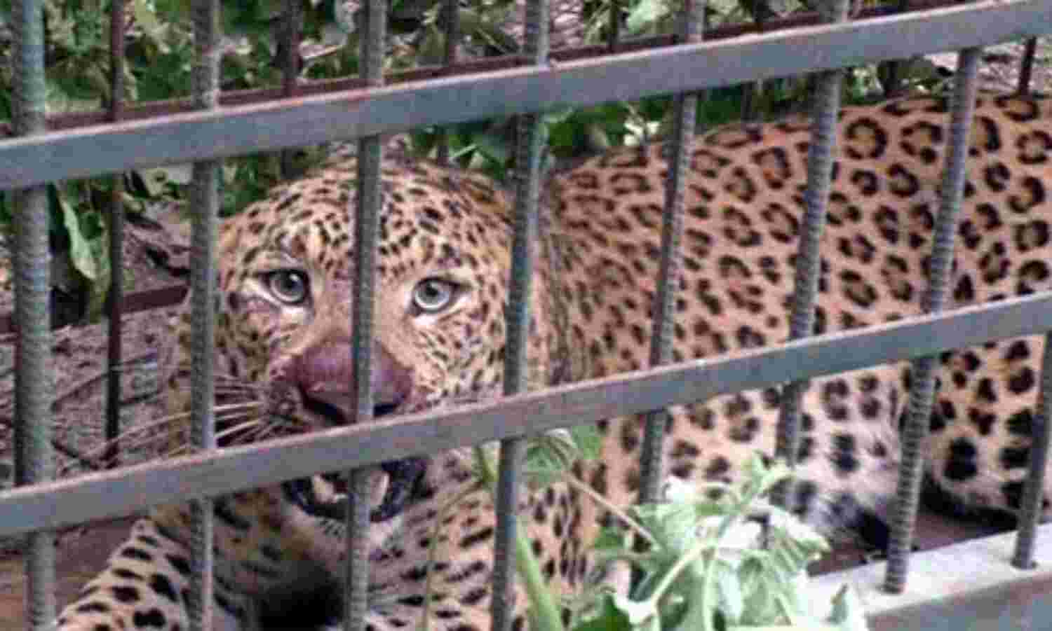 बड़वानी में आतंक फैलाने वाला आदमखोर तेंदुआ को पकड़ा