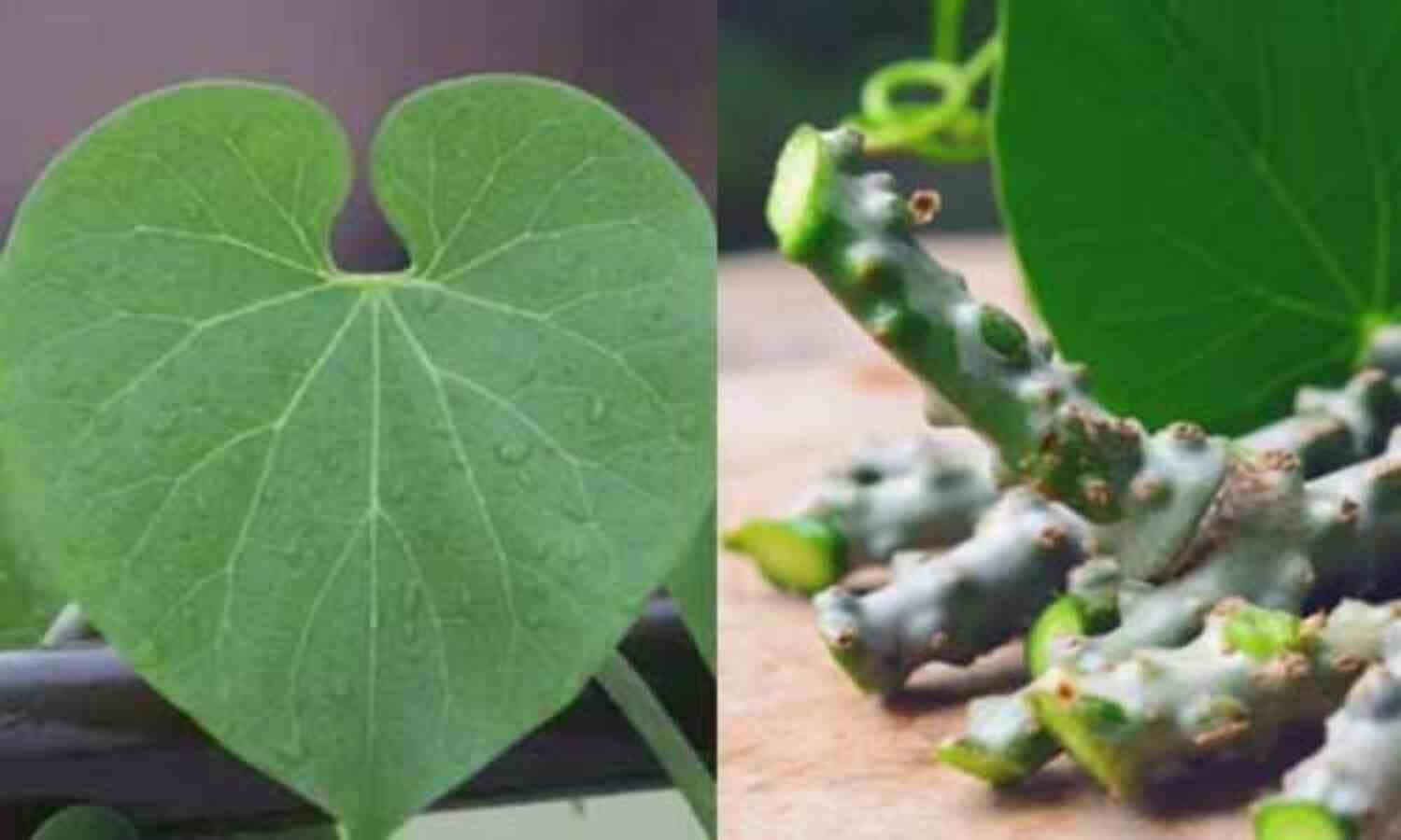 खास गुणों की बजह से गिलोय है आयुर्वेद का अमृत