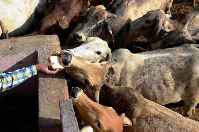 7 नवम्बर की काली यादें : जब गौभक्तों पर ढहा सरकारी कहर 7 नवम्बर की काली यादें : जब गौभक्तों पर ढहा सरकारी कहर