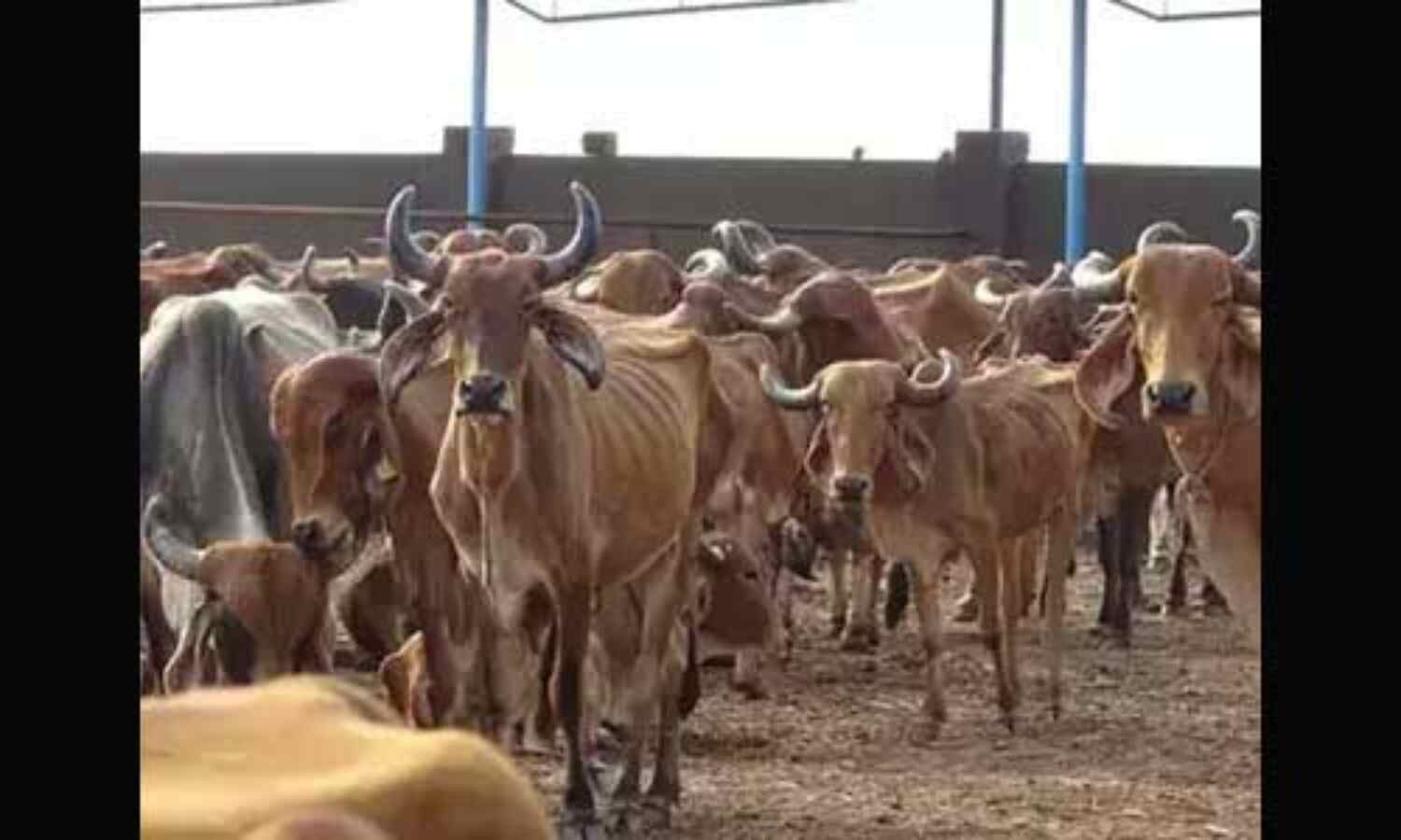 चिन्हित जमीन पर जल्द मूर्तरूप लेंगी गौशालाएं