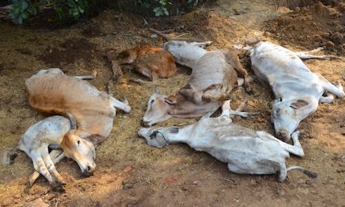 हरियाणा में 2575 गोवंश की खाल मिलने से क्षेत्र में सनसनी