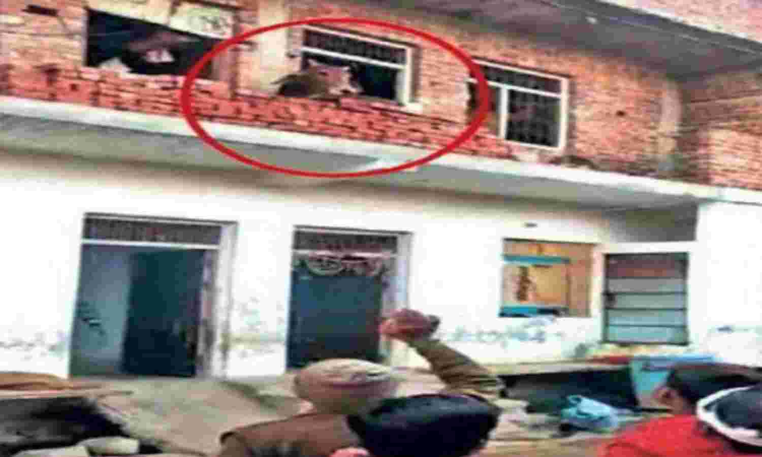 भिंड : घर की छत पर पहुंचे सांड को रस्सी बांधकर उतारा