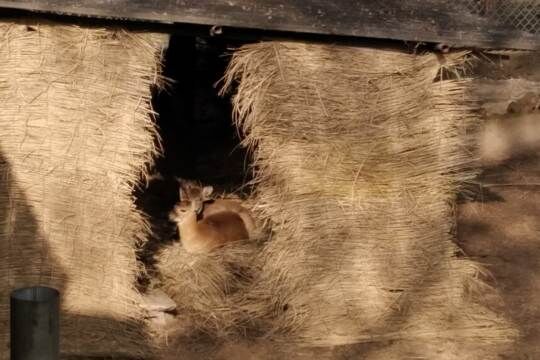 चिड़ियाघर में जानवरो को सर्दी से बचाने लगाए हीटर चिड़ियाघर में जानवरो को सर्दी से बचाने लगाए हीटर