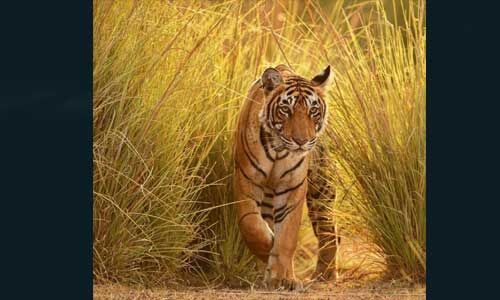 विधानसभा सत्र के दौरान दिगंबर कामत ने कहा - गायों को मारने के लिए बाघों को भी सजा मिले