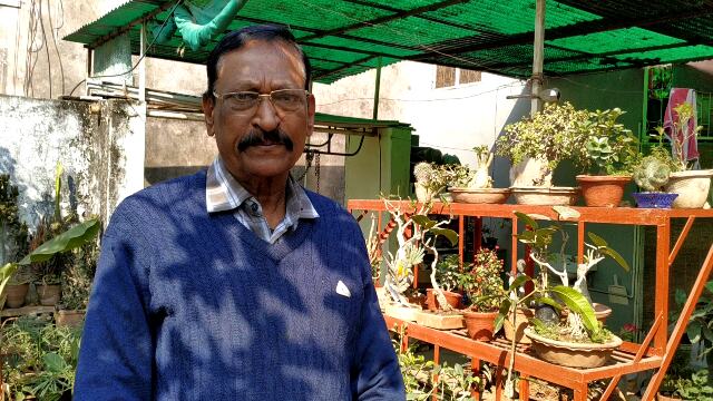 बरगद, पीपल, नीम जैसे बड़े पेड़ घरों में लगाना बोनसाई से संभव बरगद, पीपल, नीम जैसे बड़े पेड़ घरों में लगाना बोनसाई से संभव