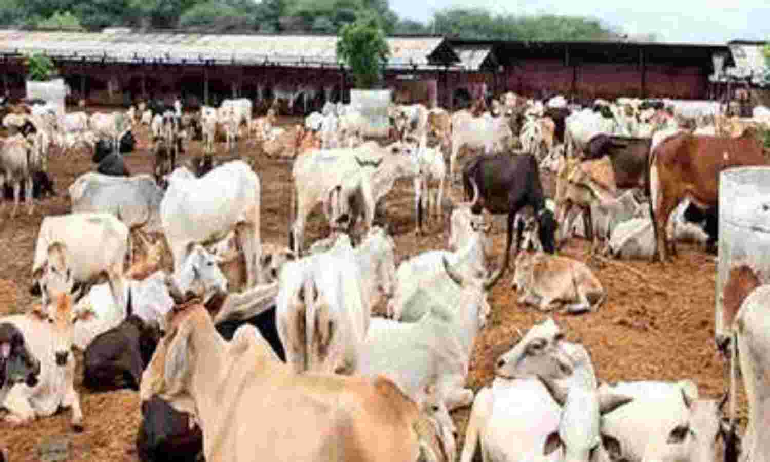 लोगों को भी गौ सेवा के कार्यों को अपने हाथ से पूरा करना चाहिए