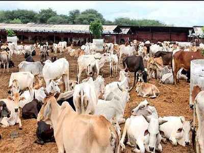 लोगों को भी गौ सेवा के कार्यों को अपने हाथ से पूरा करना चाहिए