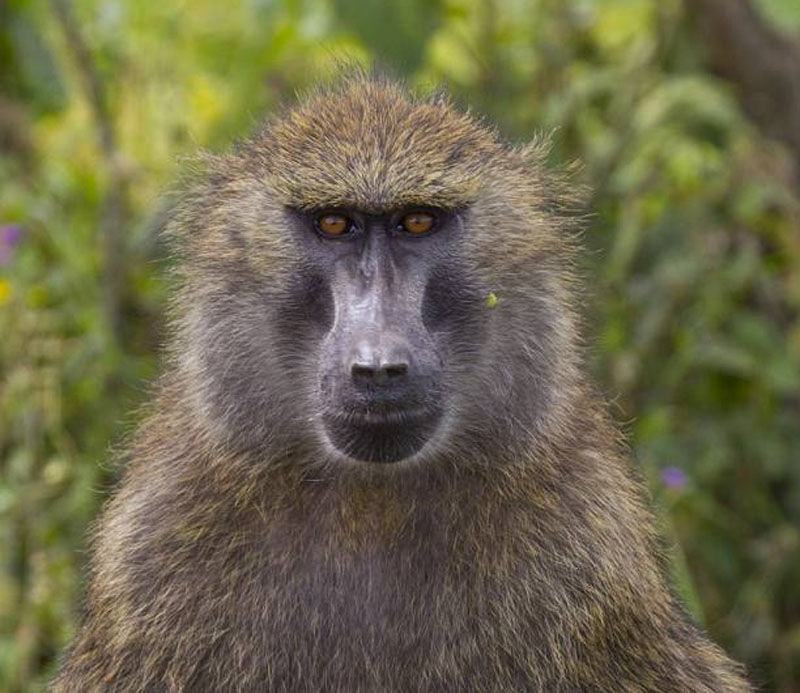 बाबू यानी काले मुँह वाला विदेशी बंदर