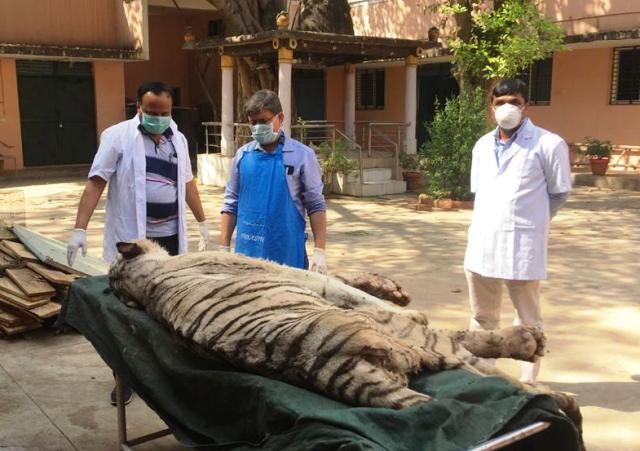 चिड़ियाघर में वृद्ध मादा बाघिन जमुना का निधन