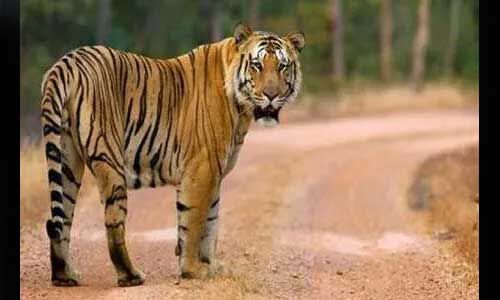 अब इंसानों के बाद जानवरों में भी दिखे कोरोना के संक्रमण, पढ़े पूरी खबर