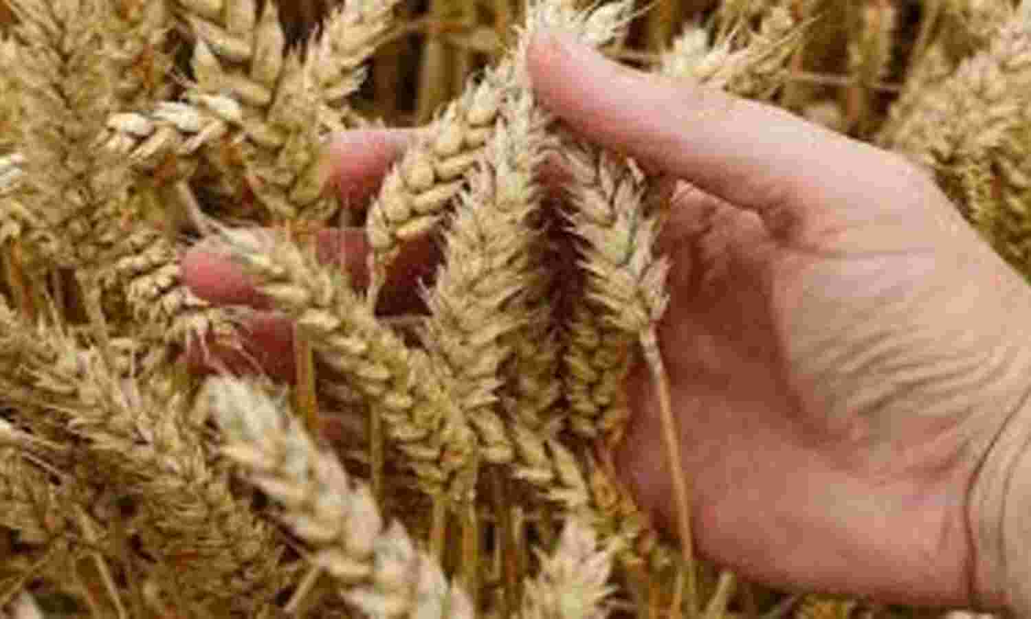 सोशल डिस्टेंसिंग नियमों के साथ शुरू होगी फसलों की खरीदी