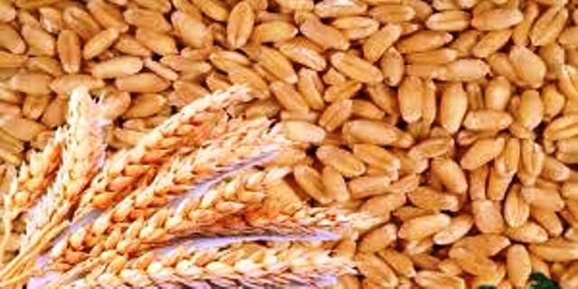 प्रदेश में कल से शुरू होगी समर्थन मूल्य पर गेहूं की खरीदी प्रक्रिया