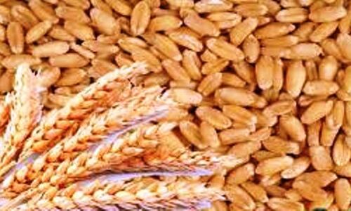 प्रदेश में कल से शुरू होगी समर्थन मूल्य पर गेहूं की खरीदी प्रक्रिया