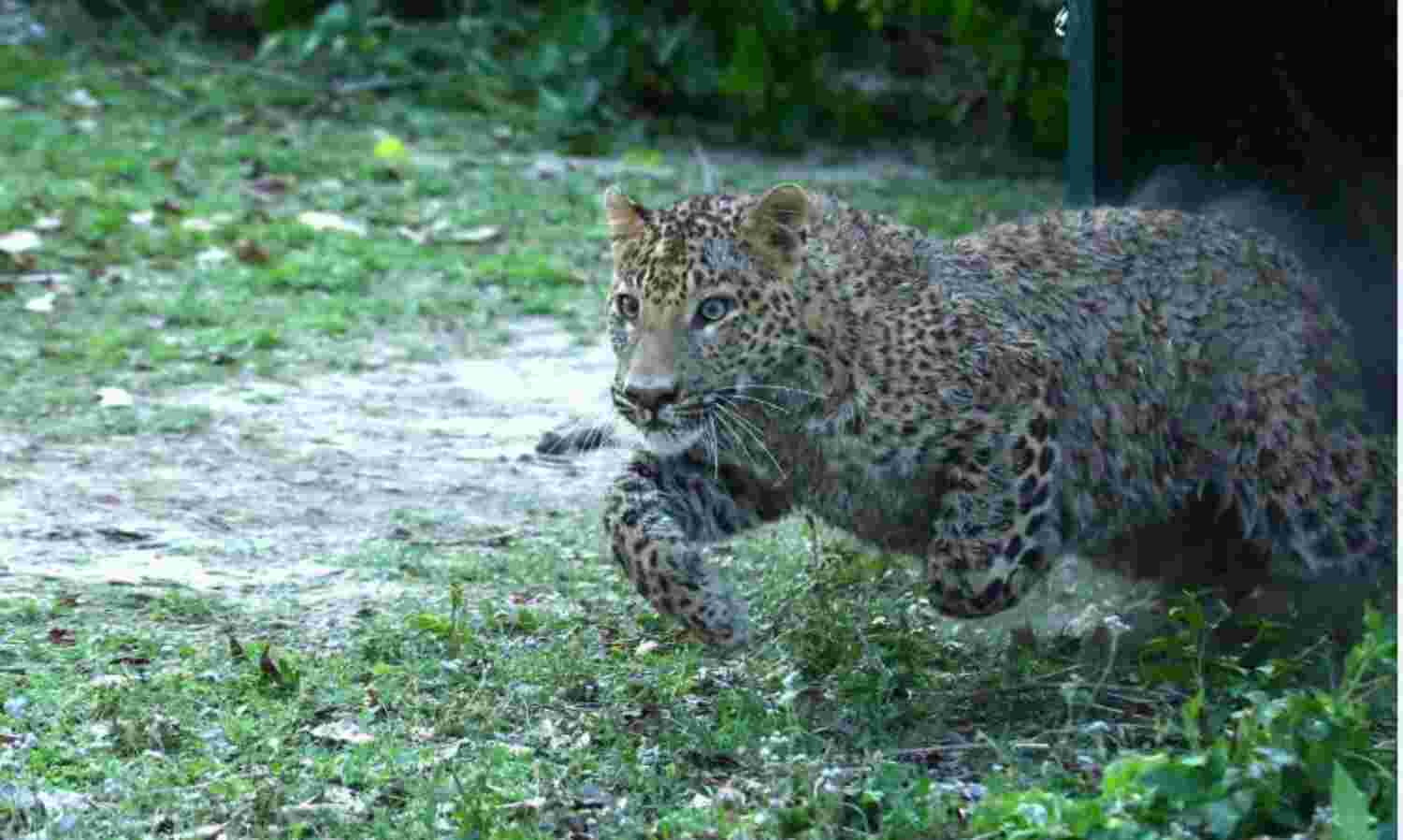 घरों में कैद हुए लोग तो गिरिराज की तलहटी में विचरण करने लगा तेंदुआ