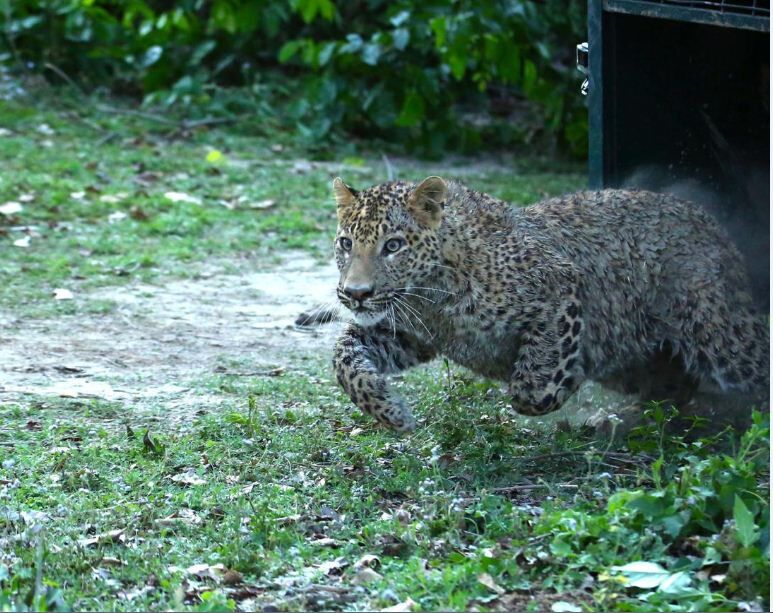 घरों में कैद हुए लोग तो गिरिराज की तलहटी में विचरण करने लगा तेंदुआ