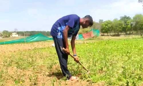 रामचन्द्र सांगा खेती-बाड़ी कर अपने को रख रहे हैं फिट