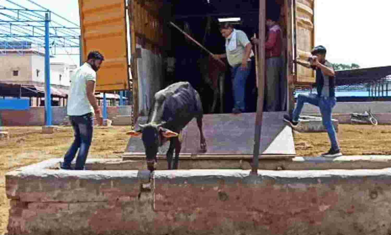 मथुरा : पुलिस ने गौवंश से भरा कंटेनर पकड़ा, सभी गायों को सुरक्षित गौशाला भेजा