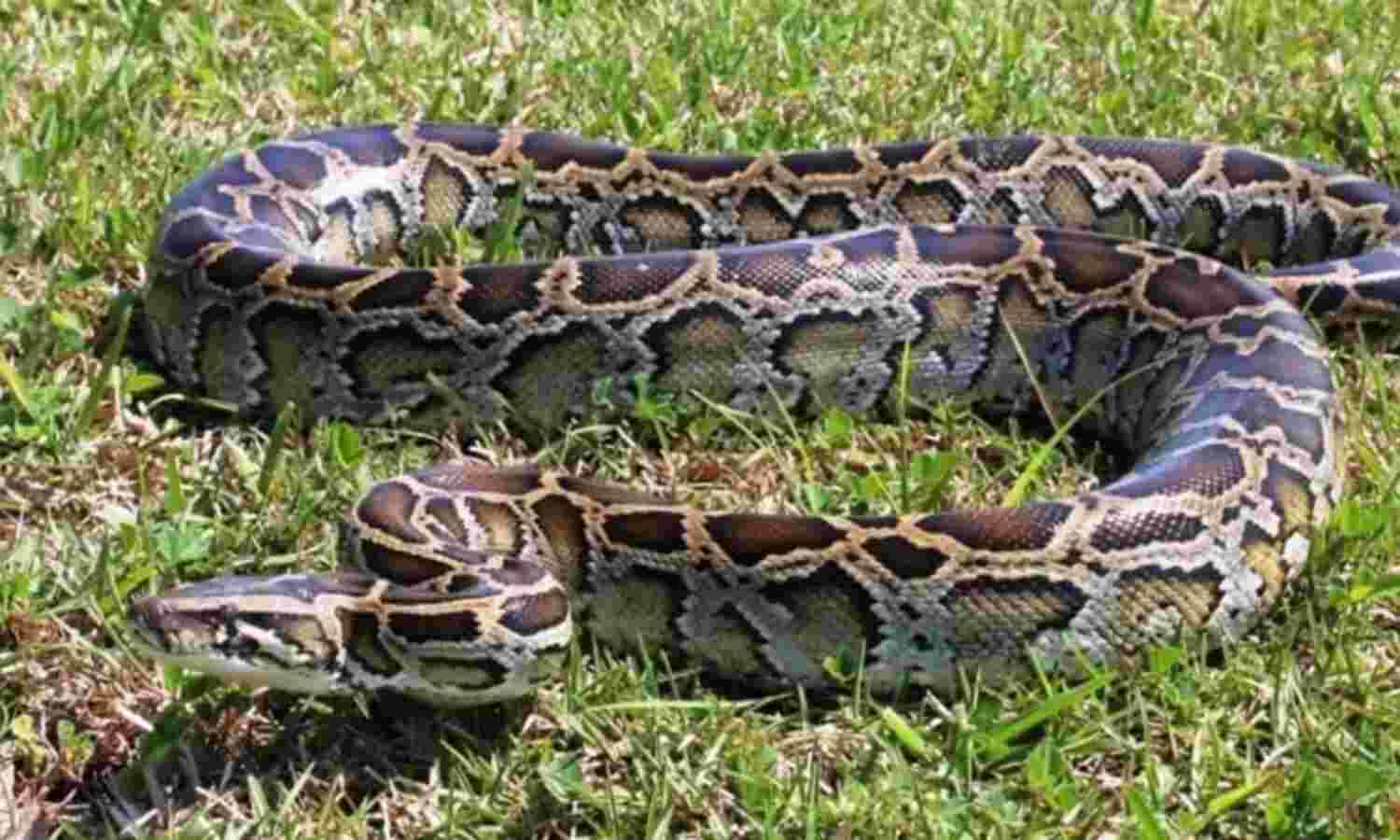 दुनिया त्रस्त और अजगर मस्त