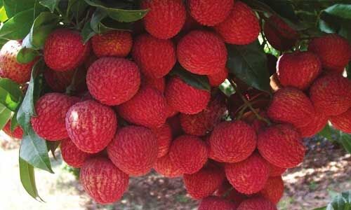 शाही लीची की ऑनलाइन ऑडर पर 24 घंटे में होम डिलेवरी करेगा डाक विभाग