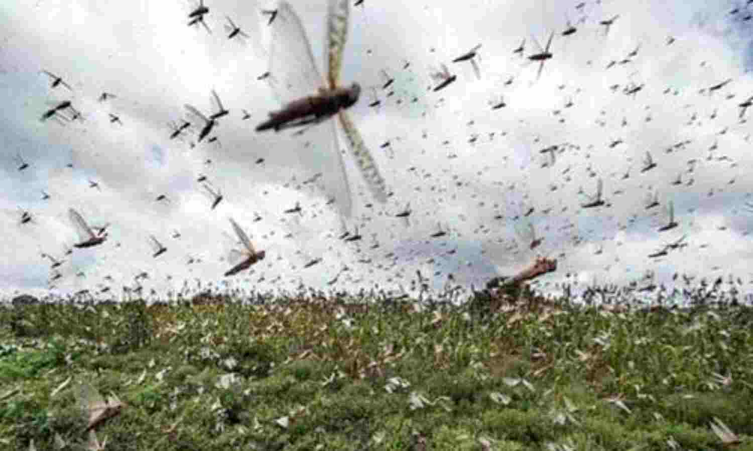 मप्र, राजस्थान के बाद दिल्ली-एनसीआर में पाकिस्तानी टिड्डियों की घुसपैठ