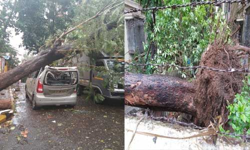 निसर्ग चक्रवात : गुजर गया तूफान, महाराष्ट्र के रायगढ़ में उखड़े पेड़-खंभे, एक की मौत