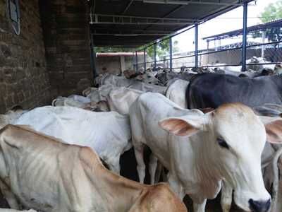 गौशाला का आंधी में टीनशेड उखड़ा, नंदी हो रहे घायल