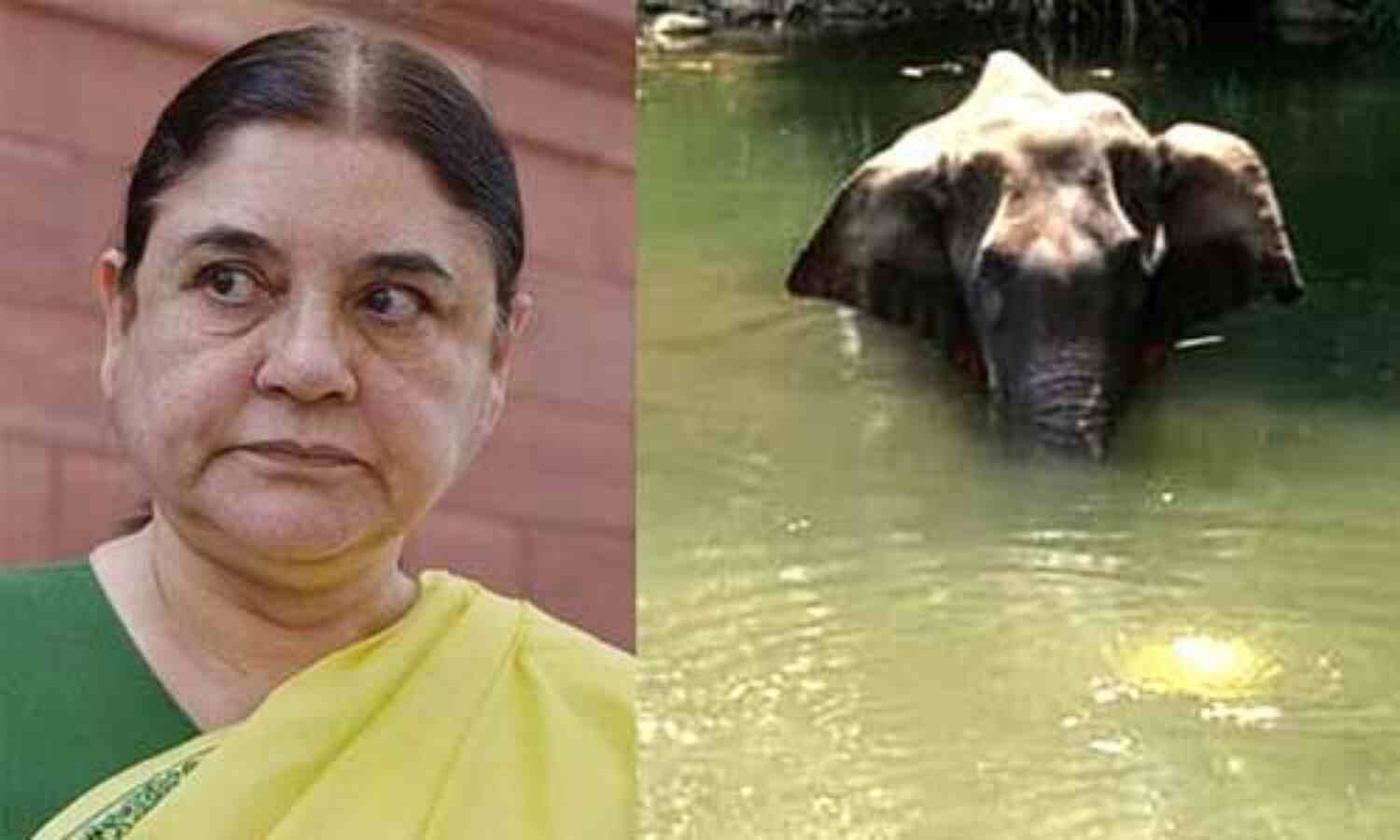 हथिनी मौत मामला : मेनका गांधी के एनजीओ की वेबसाइट हैक