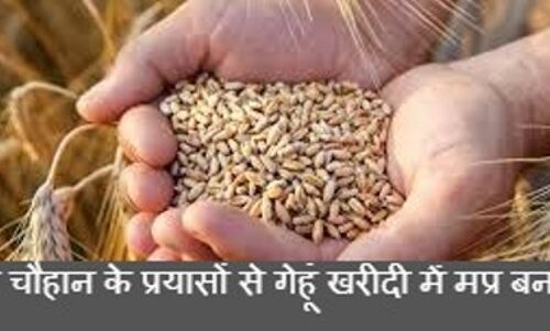 पंजाब को पीछे छोड़ गेहूं उपार्जन में नंबर वन बना मध्यप्रदेश