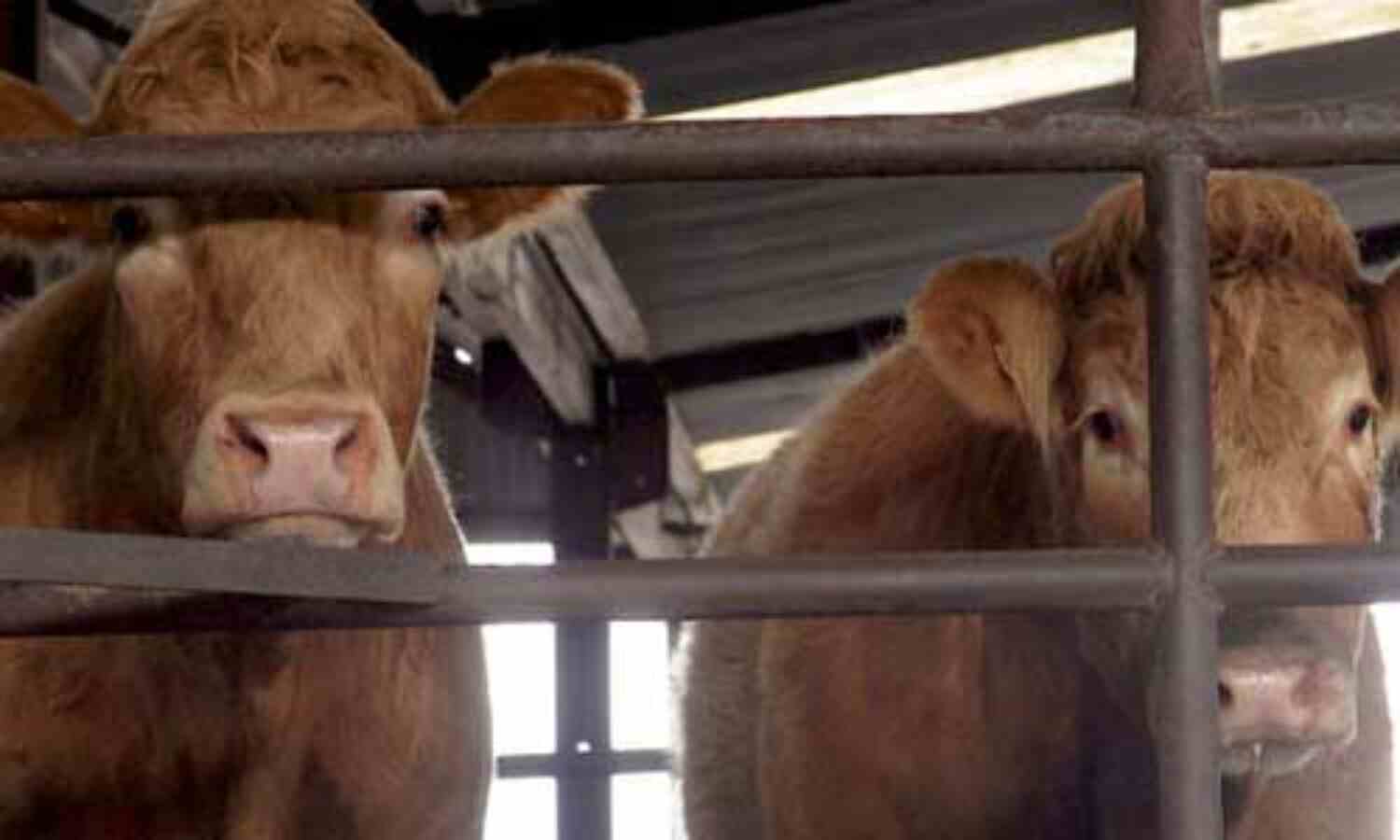 अब उप्र में गौ हत्या करना पड़ेगा महँगा, जानें