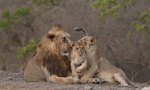देश में शेरों का बढ़ा कुनबा, PM मोदी ने ट्वीट कर दी खुशखबरी