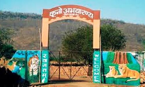 कूनो उद्यान में लाए जाएं बब्बर शेर, घडिय़ाल अभ्यारण का हो स्थाई संरक्षण