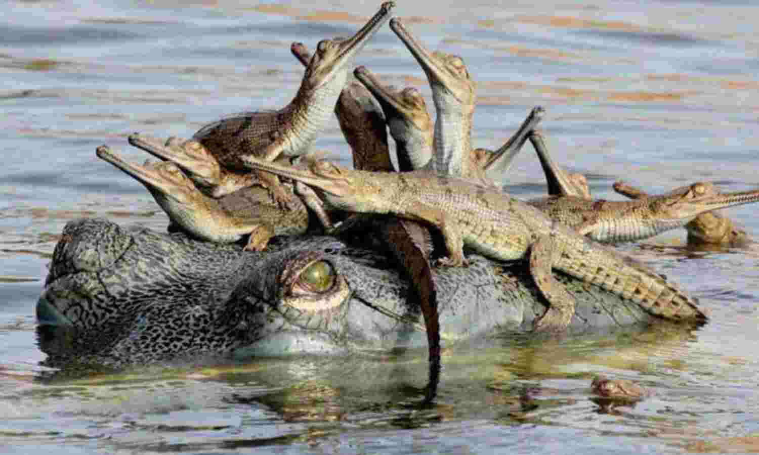 1500 नन्हे घड़ियालों के जन्म से चहचहाई चंबल