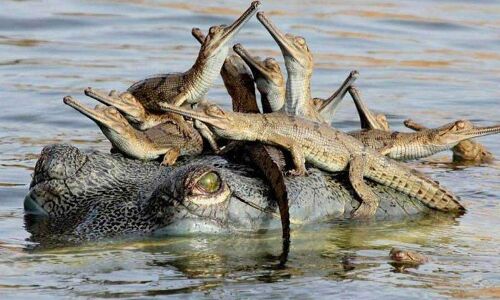 1500 नन्हे घड़ियालों के जन्म से चहचहाई चंबल