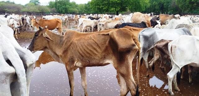 प्रदेश में जल्द होगा गौ कैबिनेट का गठन, सीएम ने दिए संकेत प्रदेश में जल्द होगा गौ कैबिनेट का गठन, सीएम ने दिए संकेत