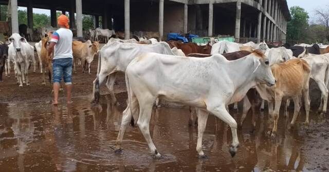 Photo Story / बारिश के बाद मार्क हॉस्पिटल गौशाला हुई बदहाल