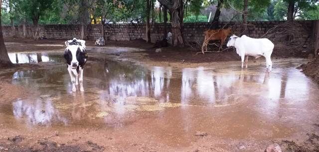 Photo Story / बारिश के बाद मार्क हॉस्पिटल गौशाला हुई बदहाल