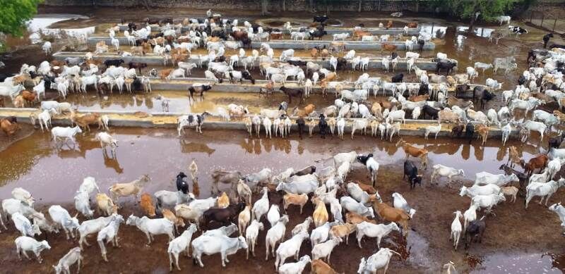 Photo Story / बारिश के बाद मार्क हॉस्पिटल गौशाला हुई बदहाल