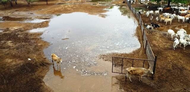 Photo Story / बारिश के बाद मार्क हॉस्पिटल गौशाला हुई बदहाल