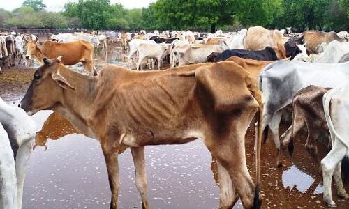 प्रदेश में जल्द होगा गौ कैबिनेट का गठन, सीएम ने दिए संकेत