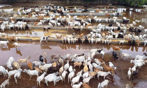 Photo Story / बारिश के बाद मार्क हॉस्पिटल गौशाला हुई बदहाल