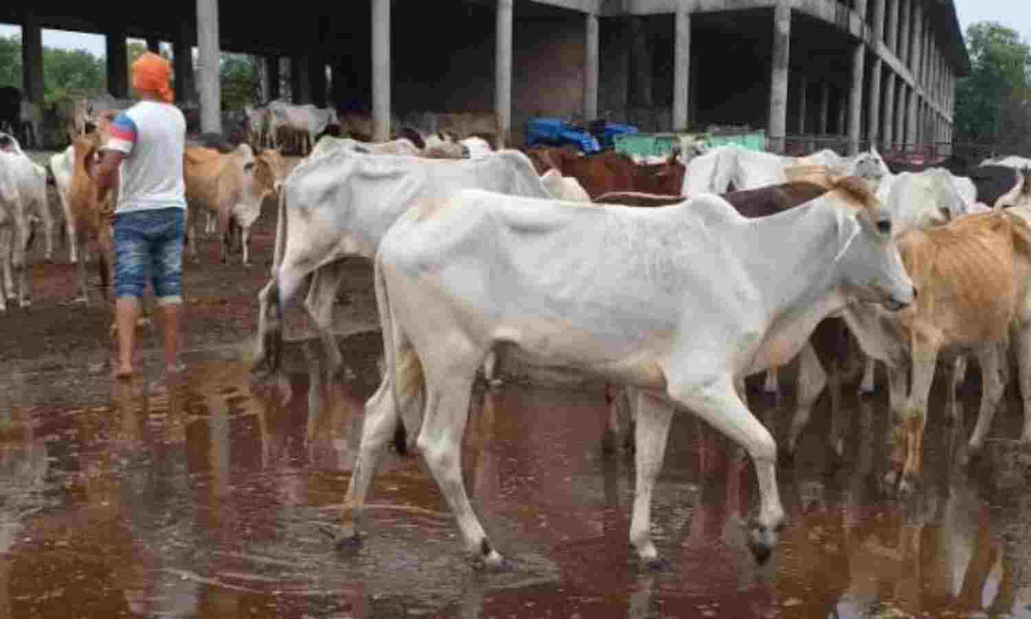 पहली बारिश में दलदल बनी गोले का मंदिर गौशाला