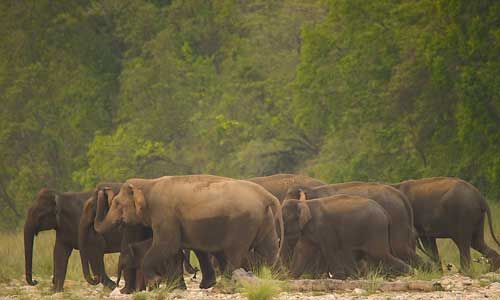 कॉर्बेट और राजाजी टाइगर रिजर्व में तीन साल में 10 फीसदी बढ़े हाथी